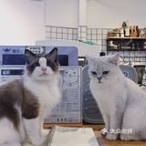 打卡一家可以rua猫又可以撸狗的店