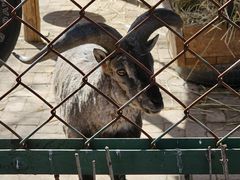 -青藏高原野生动物园