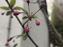 -秋霞圃
