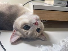 -Bastet sally猫舍购宠(静安店)