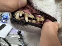 -宠福鑫康馨动物医院·骨科·眼科