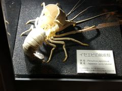 -西海国立公园九十九岛水族馆