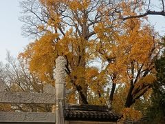 -苏州文庙(姑苏区)