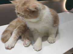 -飞行喵MR PILOT|猫舍·猫咖(静安大融城店)