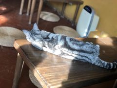 -猫猫幼稚园·撸猫·桌游·电玩