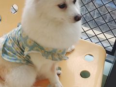 -怪兽屋·羊驼·猫咖·狗咖(俊华广场店)