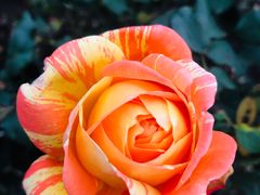 -上海市中医医院(芷江路院区)