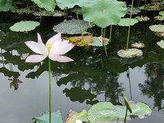 -金银湖国家城市湿地公园