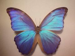 iphone_upload_pic-上海昆虫博物馆