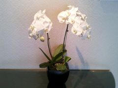 大堂-北京丽晶酒店