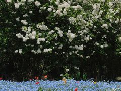 -上海滨江森林公园