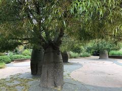 -墨尔本皇家植物园