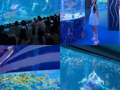 -海合安成都极地海洋公园