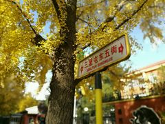 -三里屯东五街银杏大道