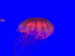 -上海海洋水族馆