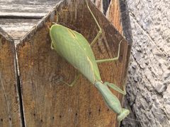 -高荡千年布依古寨旅游景区