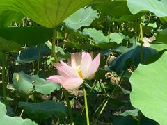 -莲花池公园