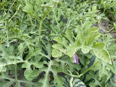 -南汇新场正宗水蜜桃采摘