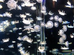 -太平洋海底世界