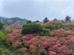 -木兰云雾山