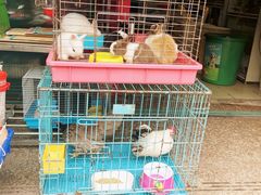 -本溪路花鸟市场(江浦路1709弄小区店)