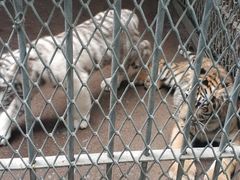 -西安秦岭野生动物园