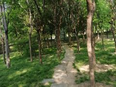 -大望京公园