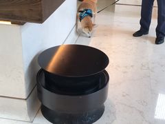 -上海崇明金茂凯悦酒店