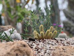 -上海辰山植物园