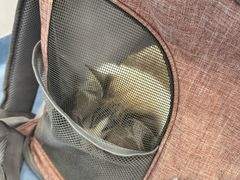-博特宠物医院24h犬猫全科.骨科·异宠