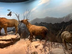 -陕西自然博物馆