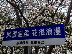 -高东镇樱花园