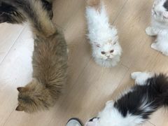 -青石桥花鸟鱼虫市场(叠翠城店)