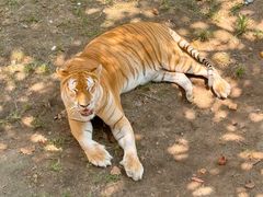 -西霞口神雕山野生动物世界