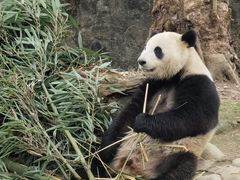 -都江堰中华大熊猫苑