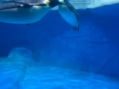 -海合安成都极地海洋公园