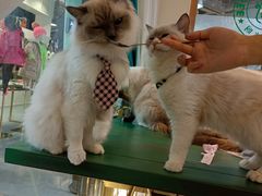 -喵喵咪呀布偶猫咖(春熙路店)