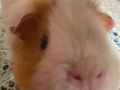-毛绒耶耶撸宠馆·猫咖·狗咖·荷兰猪咖