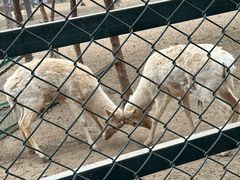 -北京麋鹿生态实验中心