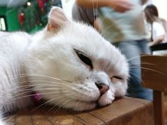 -李小姐の猫咖啡馆(五角场店)