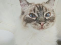 -喵的天空名猫咖啡馆·撸猫·猫舍·用品