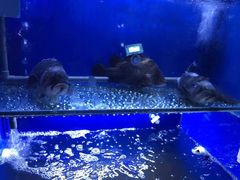 -劲莲舟山海鲜(东书房路店)