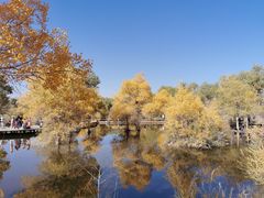 -金塔沙漠胡杨林景区