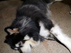 -more than meow吴止猫主题餐厅(承德 中船汇店)