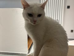 -琪喵猫屋·撸猫猫咖·猫舍