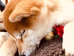 -柴迷FANS CLUB·柴犬狗咖·猫咖