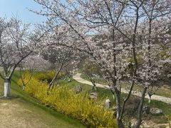 -羊山湖公园