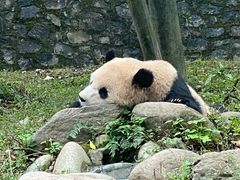 -都江堰中华大熊猫苑