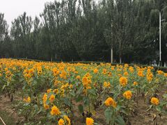 -长白岛森林公园