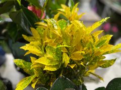 -朝来春花卉市场